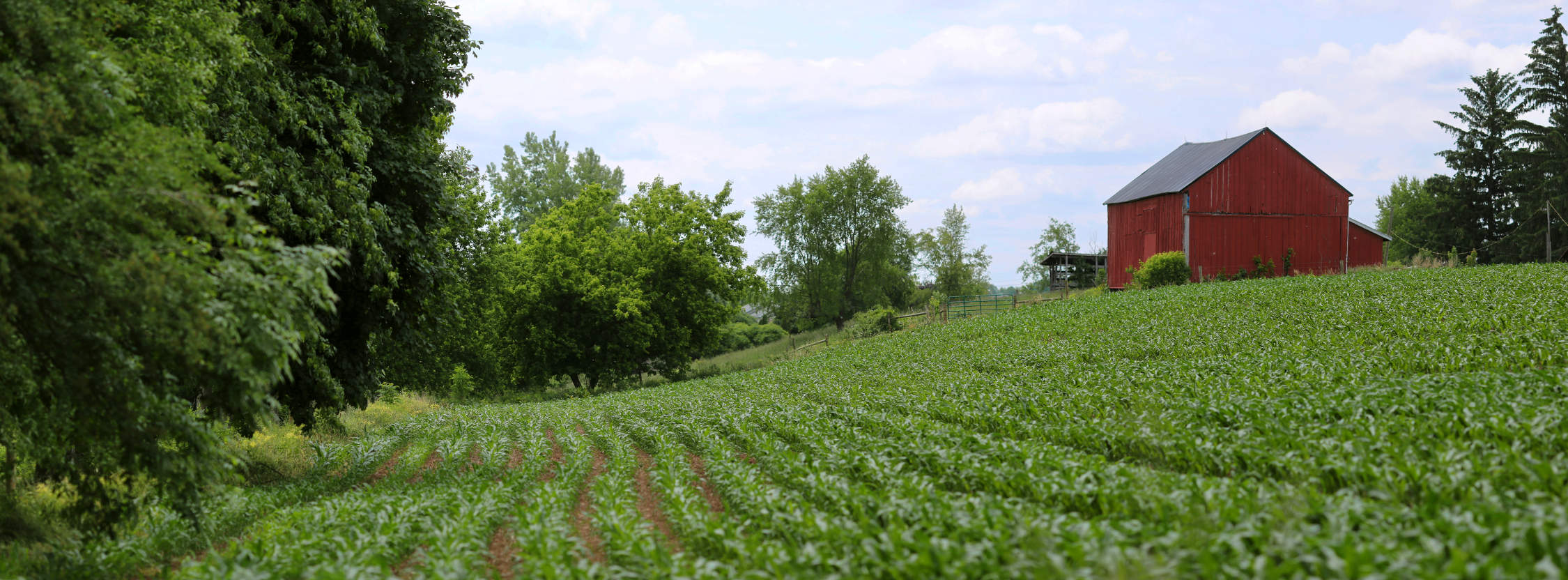 Farm Field