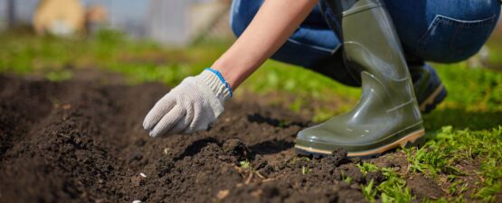 Planting for the future