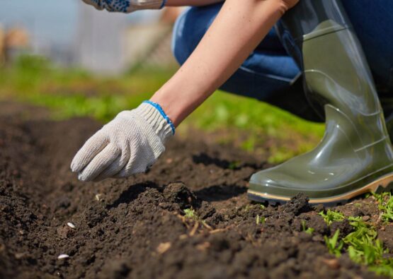Planting for the future