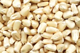 Hominy