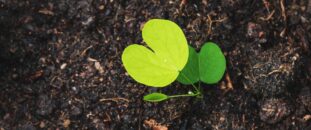 Healthy Ecosystem