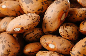 Pinto Beans