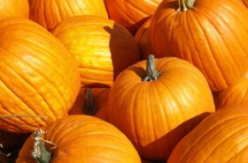 Pumpkin