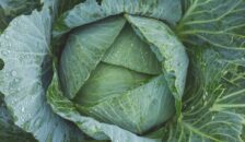 Cabbage