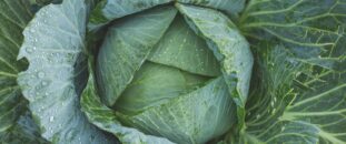 Cabbage
