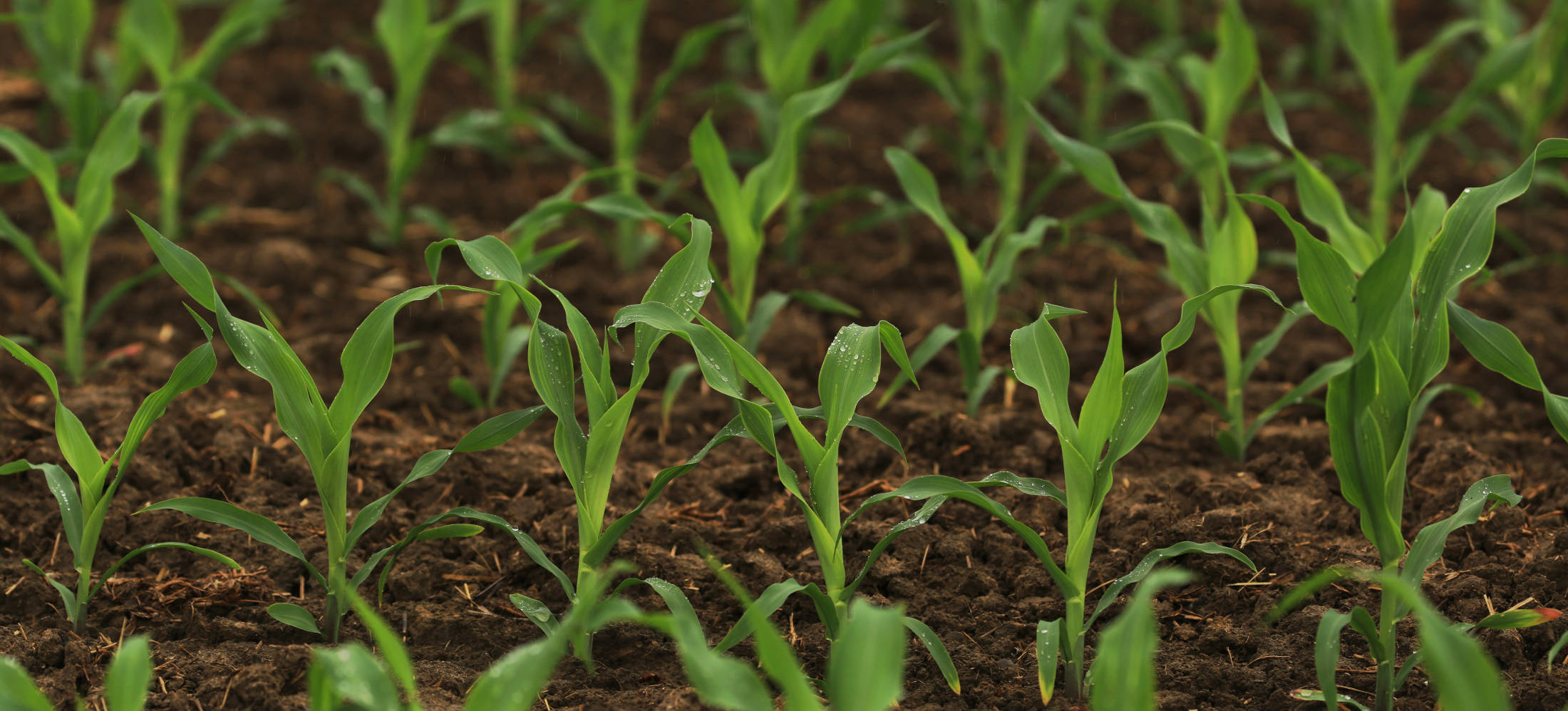 Corn